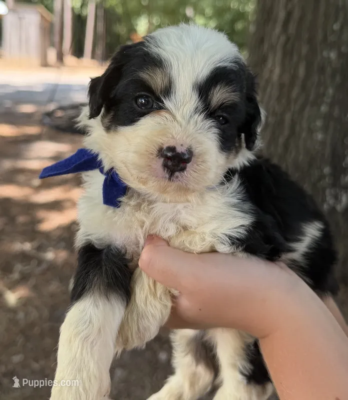 Blue Boy – Miniature Aussiedoodle puppy for sale in Rutherfordton, NC