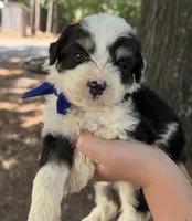 Blue Boy, a male Miniature Aussiedoodle for sale in Rutherfordton, NC – 4 of 8