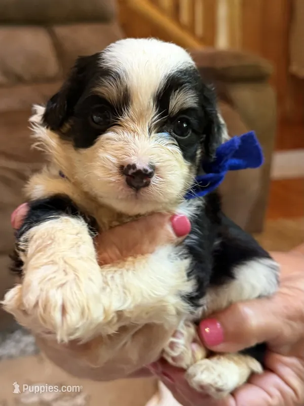 Blue Boy – Miniature Aussiedoodle puppy for sale in Rutherfordton, NC