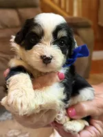 Blue Boy, a male Miniature Aussiedoodle for sale in Rutherfordton, NC – 5 of 8