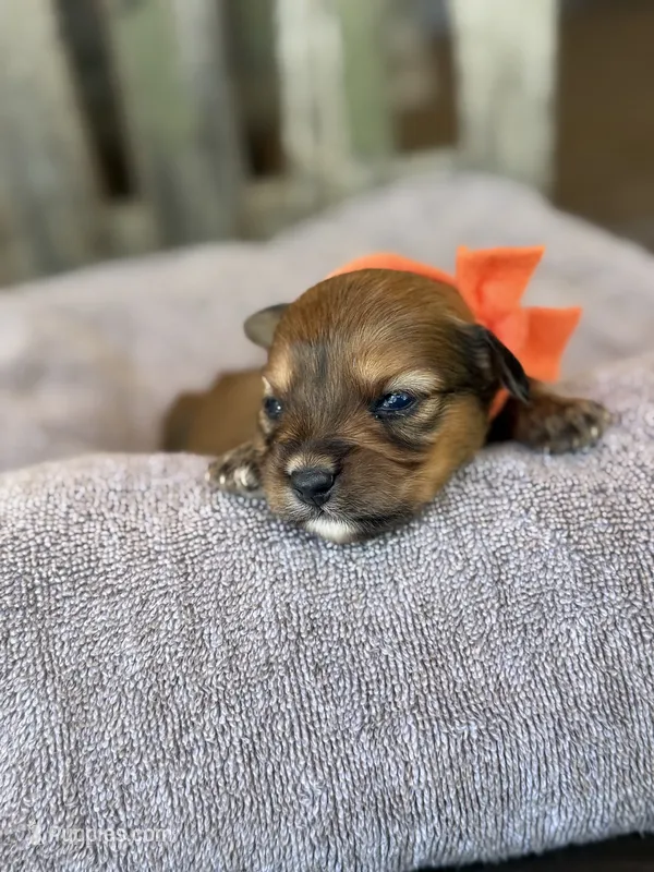 Orange Boy – Miniature Aussiedoodle puppy for sale in Rutherfordton, NC