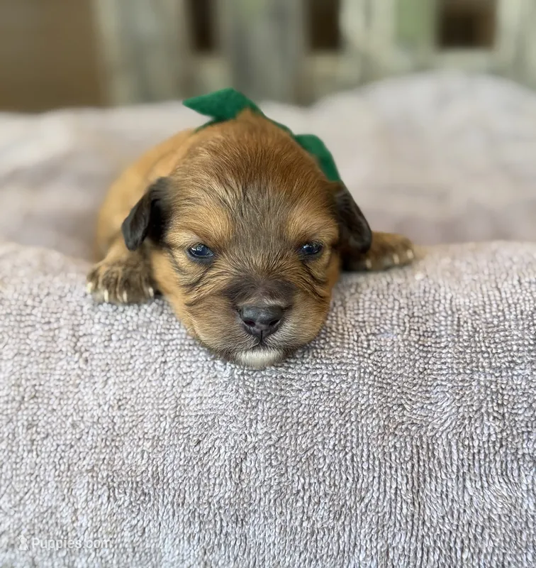 Green Boy – Miniature Aussiedoodle puppy for sale in Rutherfordton, NC