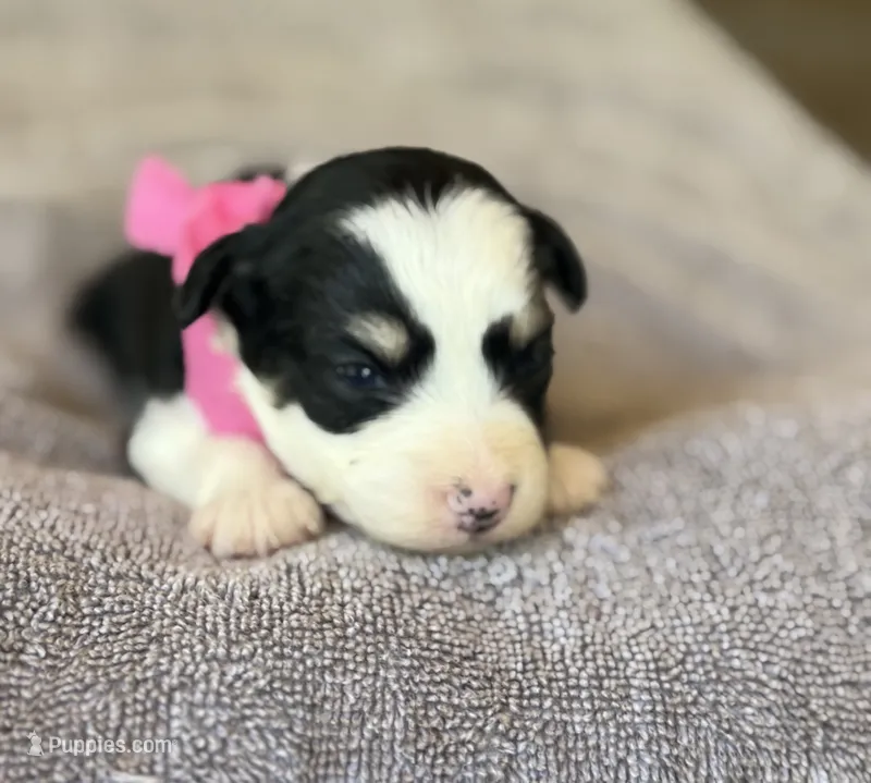Pink Girl  – Miniature Aussiedoodle puppy for sale in Rutherfordton, NC