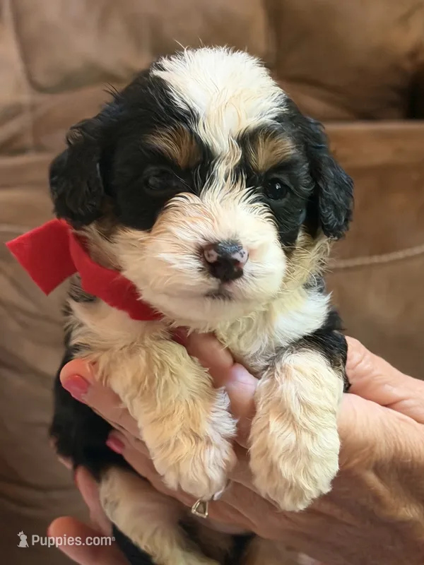 Red Boy – Miniature Aussiedoodle puppy for sale in Rutherfordton, NC