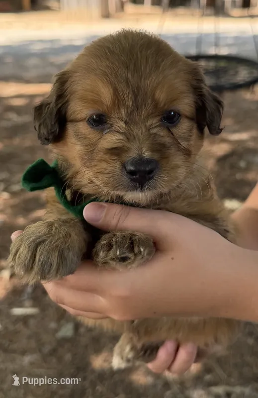 Green Boy – Miniature Aussiedoodle puppy for sale in Rutherfordton, NC