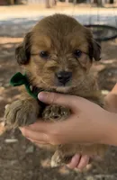 Green Boy, a male Miniature Aussiedoodle for sale in Rutherfordton, NC – 4 of 8