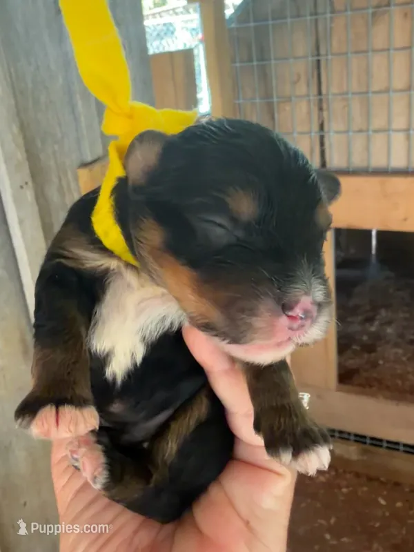 Yellow Boy – Miniature Aussiedoodle puppy for sale in Rutherfordton, NC