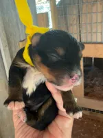 Yellow Boy, a male Miniature Aussiedoodle for sale in Rutherfordton, NC – 1 of 1