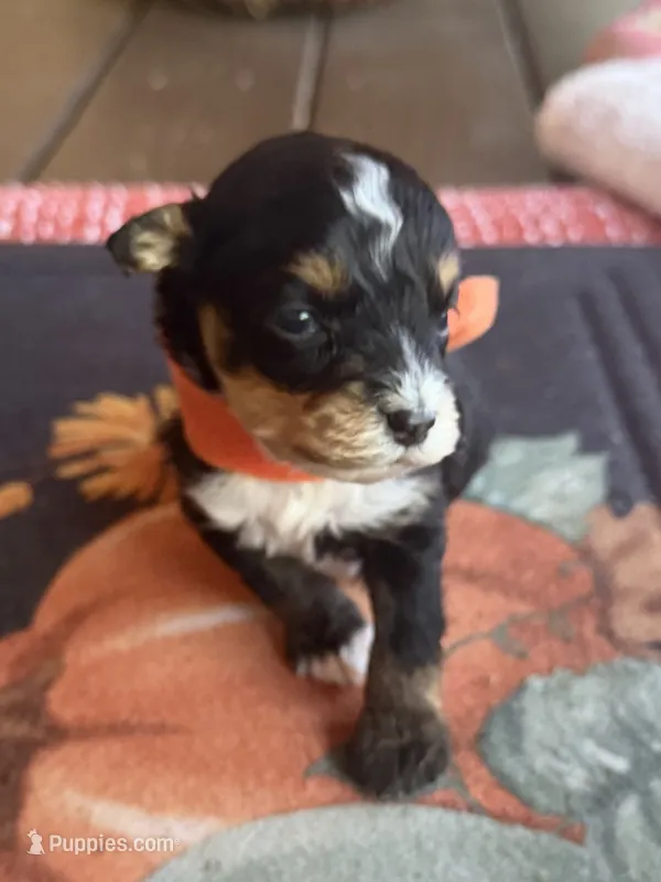 Orange Boy – Miniature Aussiedoodle puppy for sale in Rutherfordton, NC
