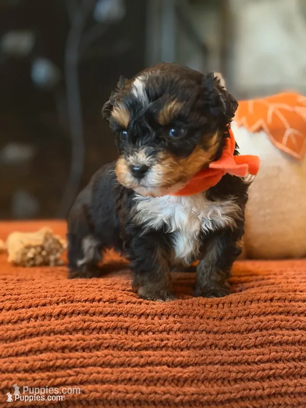 Orange Boy – Miniature Aussiedoodle puppy for sale in Rutherfordton, NC