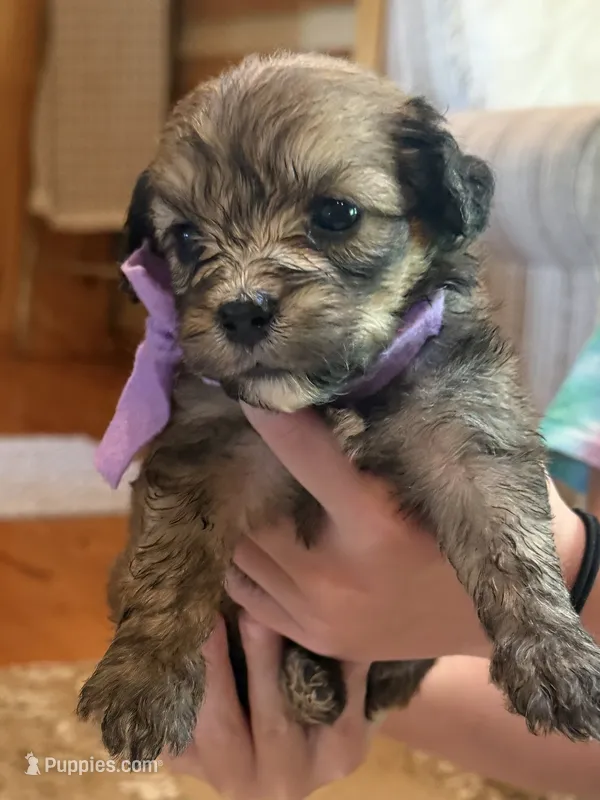 Purple Girl  – Miniature Aussiedoodle puppy for sale in Rutherfordton, NC