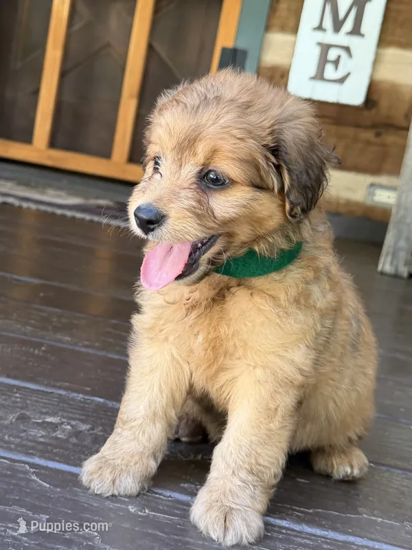Green Boy – Miniature Aussiedoodle puppy for sale in Rutherfordton, NC