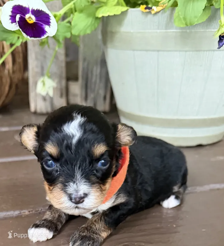 Orange Boy – Miniature Aussiedoodle puppy for sale in Rutherfordton, NC