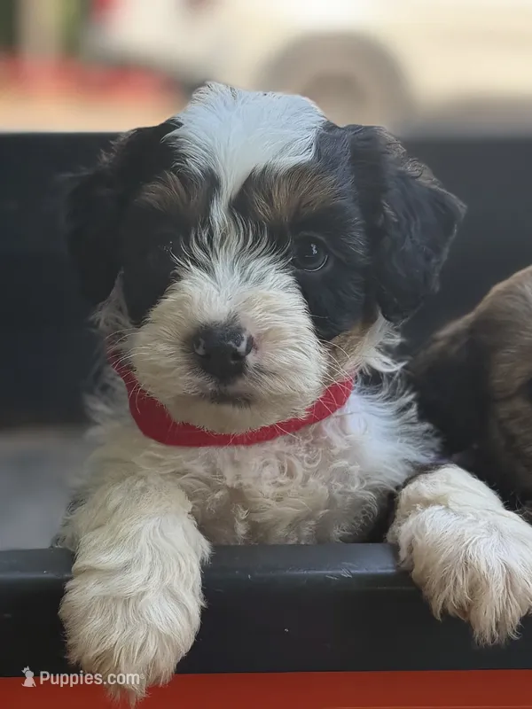 Red Boy – Miniature Aussiedoodle puppy for sale in Rutherfordton, NC