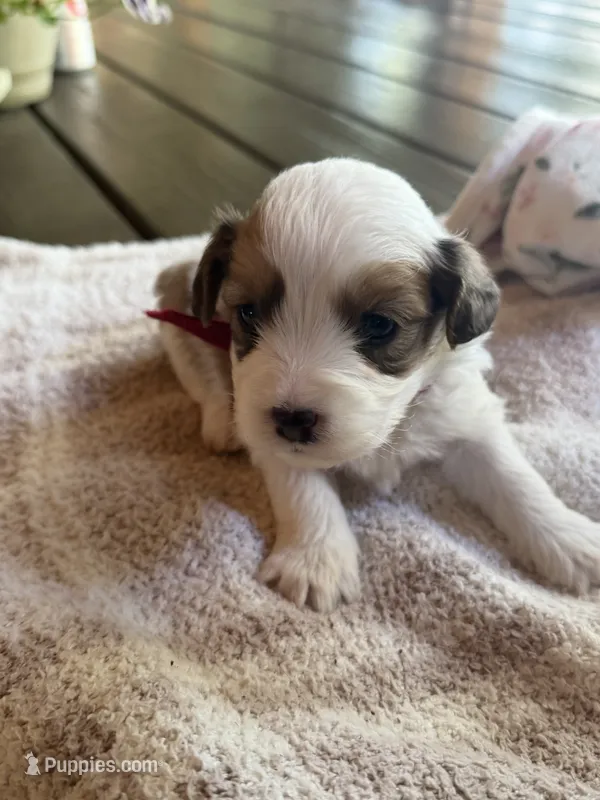 Burgundy Boy – Miniature Aussiedoodle puppy for sale in Rutherfordton, NC