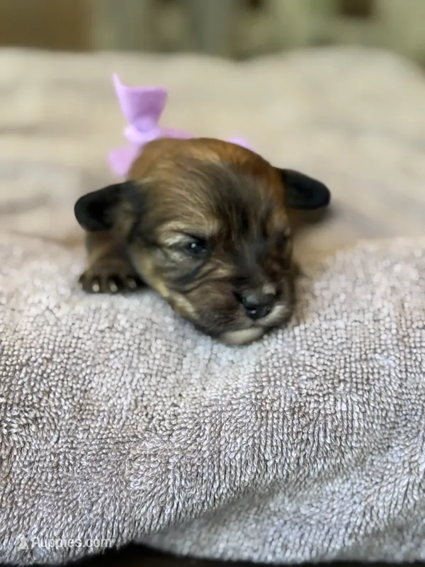 Purple Girl  – Miniature Aussiedoodle puppy for sale in Rutherfordton, NC