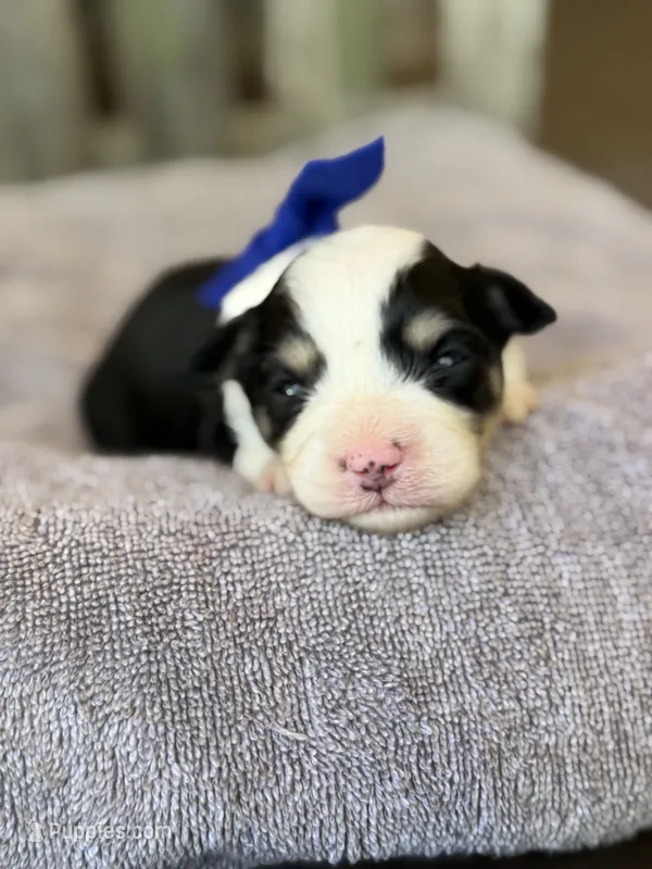 Blue Boy – Miniature Aussiedoodle puppy for sale in Rutherfordton, NC