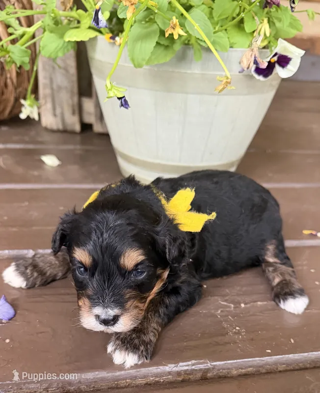 Yellow Boy – Miniature Aussiedoodle puppy for sale in Rutherfordton, NC