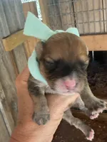 Teal Girl, a female Miniature Aussiedoodle for sale in Rutherfordton, NC – 1 of 1