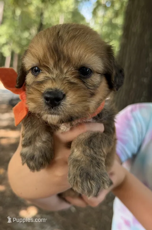 Orange Boy – Miniature Aussiedoodle puppy for sale in Rutherfordton, NC