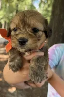 Orange Boy, a male Miniature Aussiedoodle for sale in Rutherfordton, NC – 4 of 8