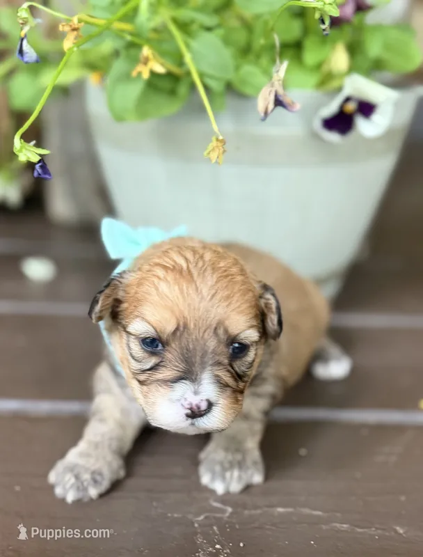 Teal Girl – Miniature Aussiedoodle puppy for sale in Rutherfordton, NC