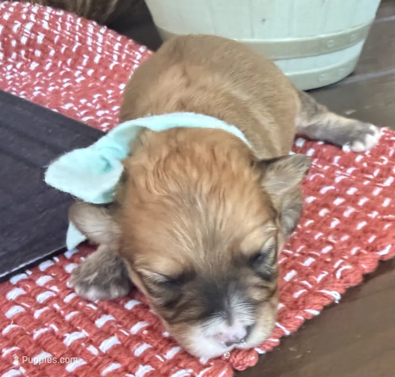 Teal Girl – Miniature Aussiedoodle puppy for sale in Rutherfordton, NC