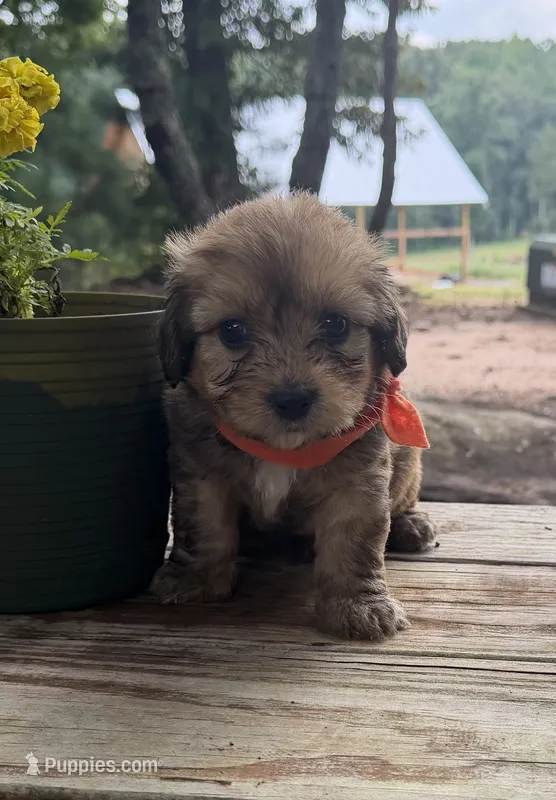 Orange Boy – Miniature Aussiedoodle puppy for sale in Rutherfordton, NC