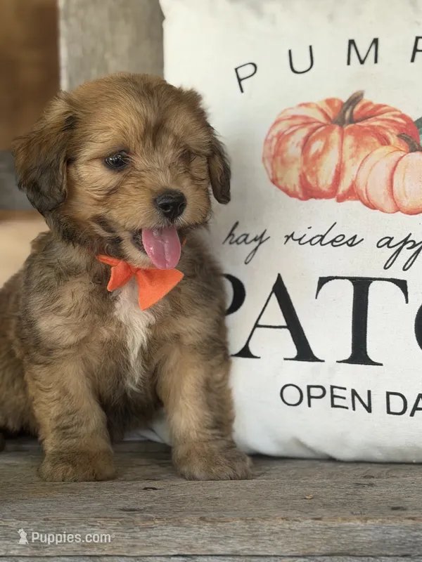 Orange Boy – Miniature Aussiedoodle puppy for sale in Rutherfordton, NC