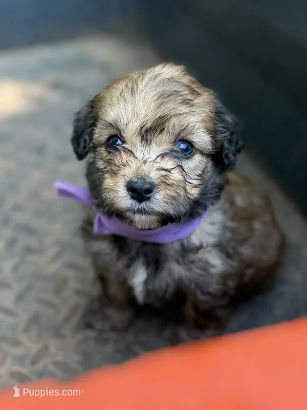 Purple Girl  – Miniature Aussiedoodle puppy for sale in Rutherfordton, NC
