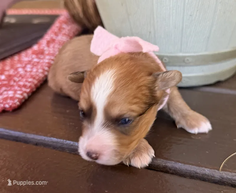 Pink Girl – Miniature Aussiedoodle puppy on hold in Rutherfordton, NC