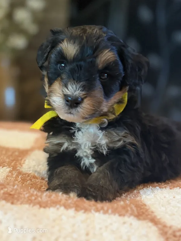 Yellow Boy – Miniature Aussiedoodle puppy for sale in Rutherfordton, NC