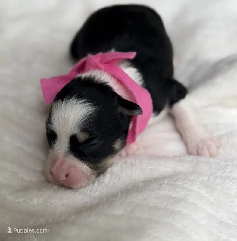 Pink Girl  – Miniature Aussiedoodle puppy for sale in Rutherfordton, NC