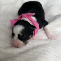 Pink Girl , a female Miniature Aussiedoodle for sale in Rutherfordton, NC – 1 of 1