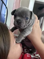 Hershey , a male French Bulldog for sale in Cartersville, GA – 7 of 7