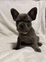 Hershey , a male French Bulldog for sale in Cartersville, GA – 5 of 7