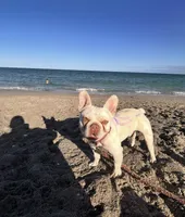 Hersh , a male French Bulldog for sale in Cartersville, GA – 2 of 3