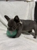 Hershey , a male French Bulldog for sale in Cartersville, GA – 2 of 7
