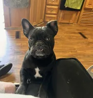 Coco, a female French Bulldog for sale in West Palm Beach, FL – 1 of 4