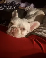 Hersh , a male French Bulldog for sale in Cartersville, GA – 3 of 3