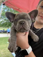 Hershey , a male French Bulldog for sale in Cartersville, GA – 6 of 7