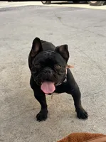 Coco, a female French Bulldog for sale in West Palm Beach, FL – 2 of 4