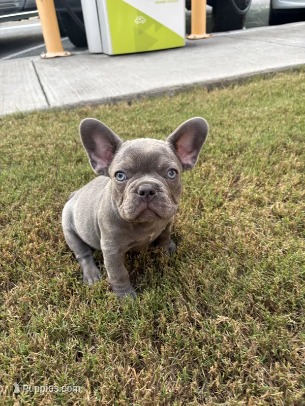Hershey  – French Bulldog puppy for sale in Cartersville, GA
