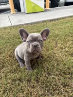 Hershey , a male French Bulldog for sale in Cartersville, GA – 1 of 7