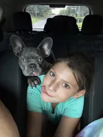 Hershey , a male French Bulldog for sale in Cartersville, GA – 9 of 9
