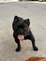 Coco, a female French Bulldog for sale in West Palm Beach, FL – 4 of 4