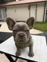 Hershey , a male French Bulldog for sale in Cartersville, GA – 4 of 7