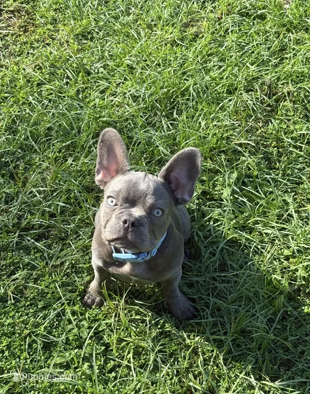 Hershey  – French Bulldog puppy for sale in Cartersville, GA