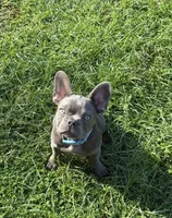 Hershey , a male French Bulldog for sale in Cartersville, GA – 1 of 9