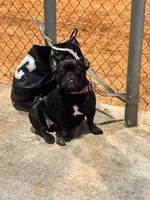 Coco, a female French Bulldog for sale in West Palm Beach, FL – 3 of 4